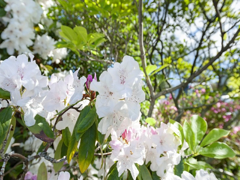 10 Amaroo Road, Austins Ferry TAS 7011