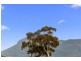 Unit 1/61 Churinga Waters Drive, Old Beach TAS 7017