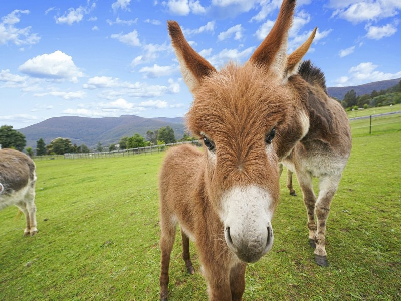 333 Top Swamp Road, Lachlan TAS 7140