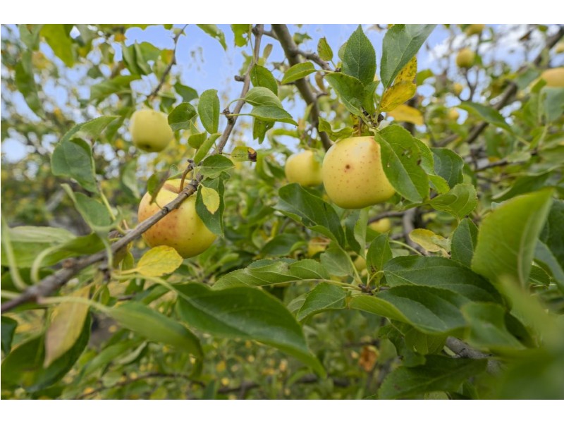 120 Abbotsfield Road, Claremont TAS 7011