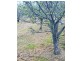 45 Ely Street, Dysart TAS 7030