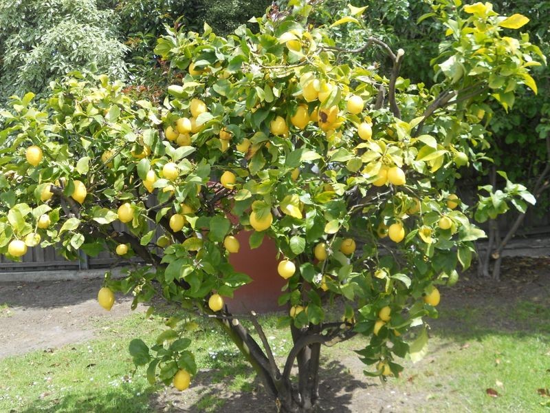 3 Wendourie Parade, Austins Ferry TAS 7011