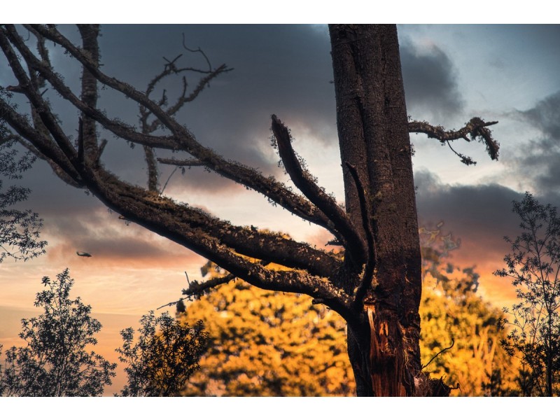 300 Browns Road, Ranelagh TAS 7109