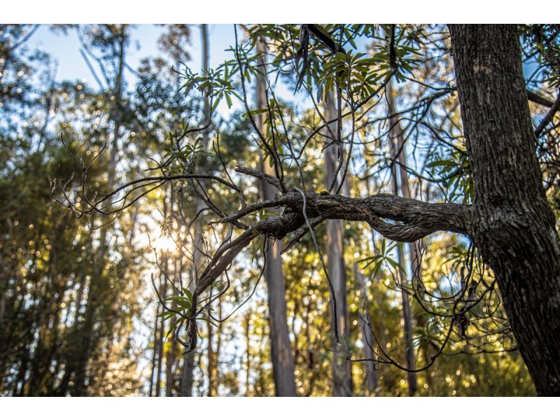 300 Browns Road, Ranelagh TAS 7109