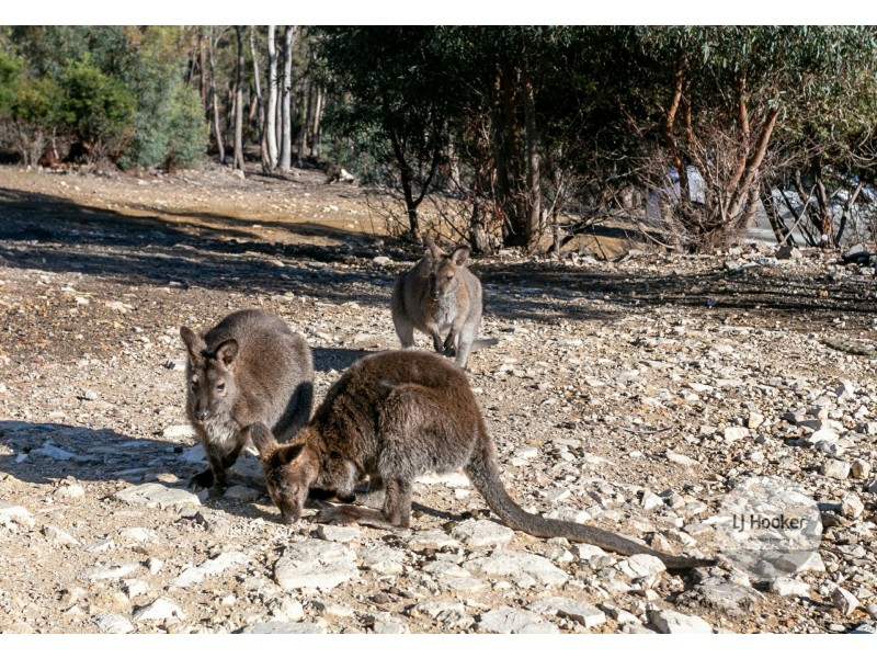 60 Haney Road, Lachlan TAS 7140