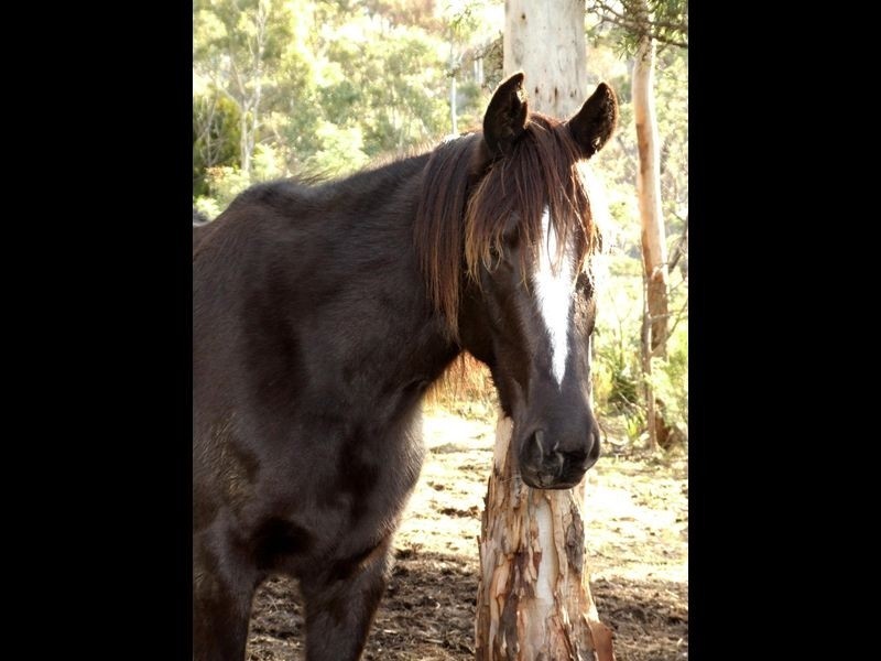Lenah Valley TAS 7008