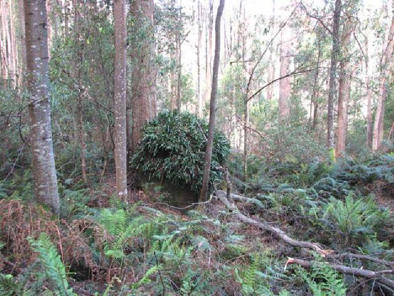 Fyfes Road, Mountain River TAS 7109