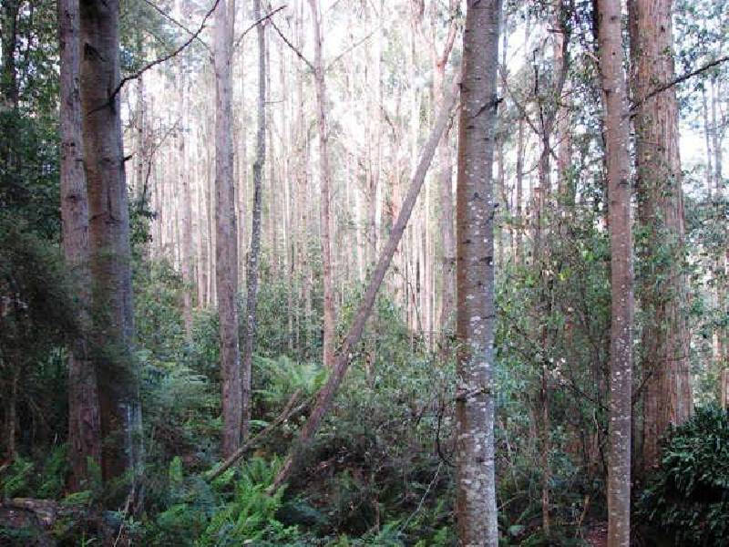 Fyfes Road, Mountain River TAS 7109