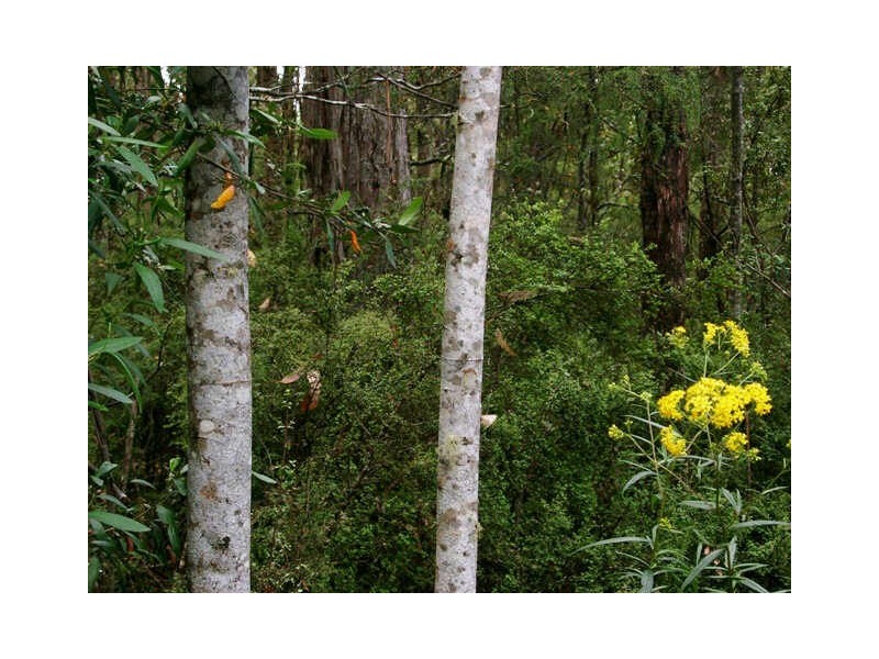 RA Morrisons Road, Huonville TAS 7109