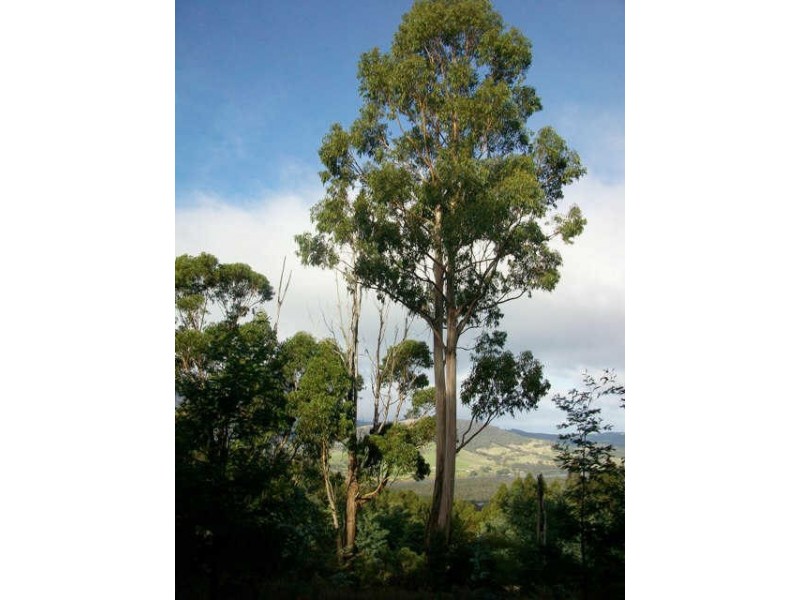 163 Morrisons Road, Huonville TAS 7109