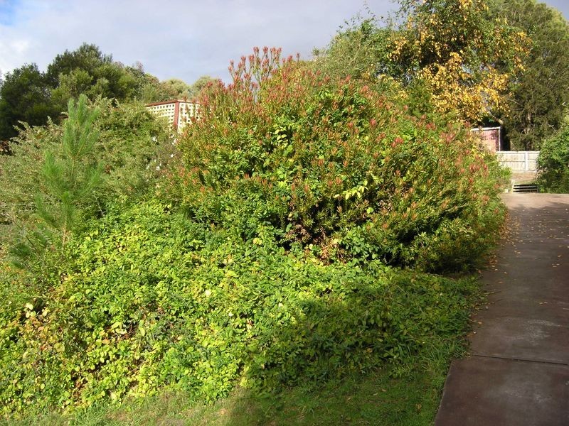 19 Sophia Street, Kingston TAS 7050