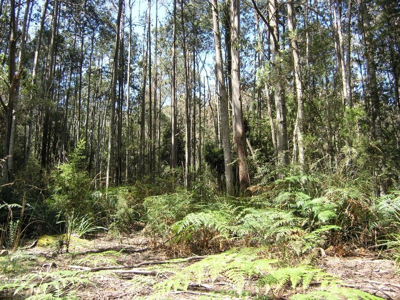 Lot 1 Betts Road, Neika TAS 7054
