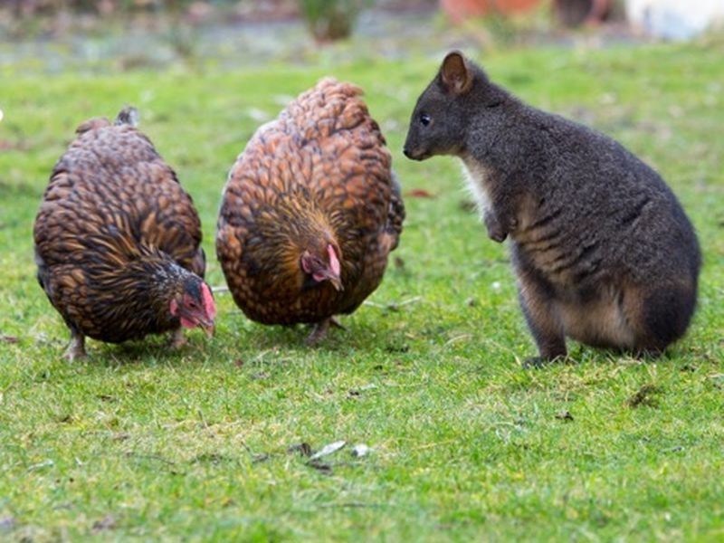 123 Cades Drive, Kingston TAS 7050