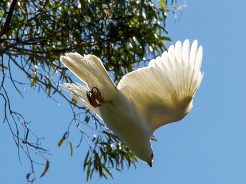 123 Cades Drive, Kingston TAS 7050