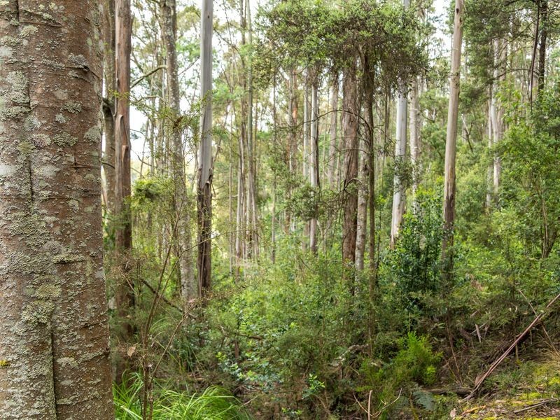 40 Wolfes Road, Neika TAS 7054