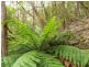 40 Wolfes Road, Neika TAS 7054