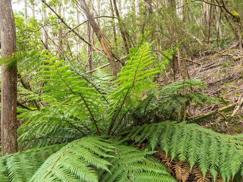 40 Wolfes Road, Neika TAS 7054