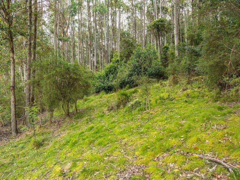 40 Wolfes Road, Neika TAS 7054