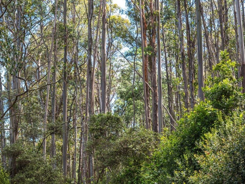 40 Wolfes Road, Neika TAS 7054