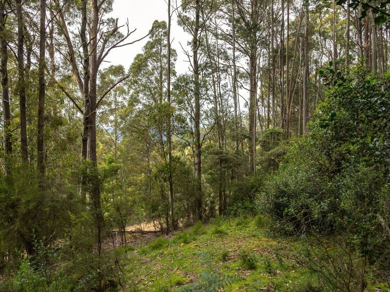 40 Wolfes Road, Neika TAS 7054