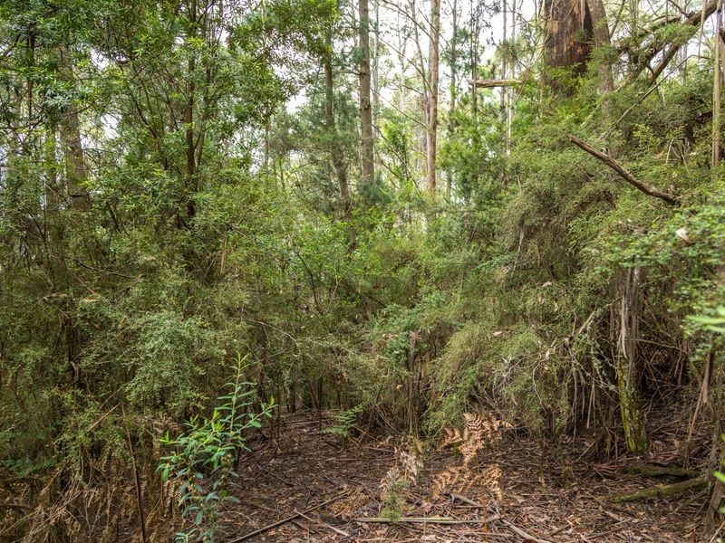 40 Wolfes Road, Neika TAS 7054