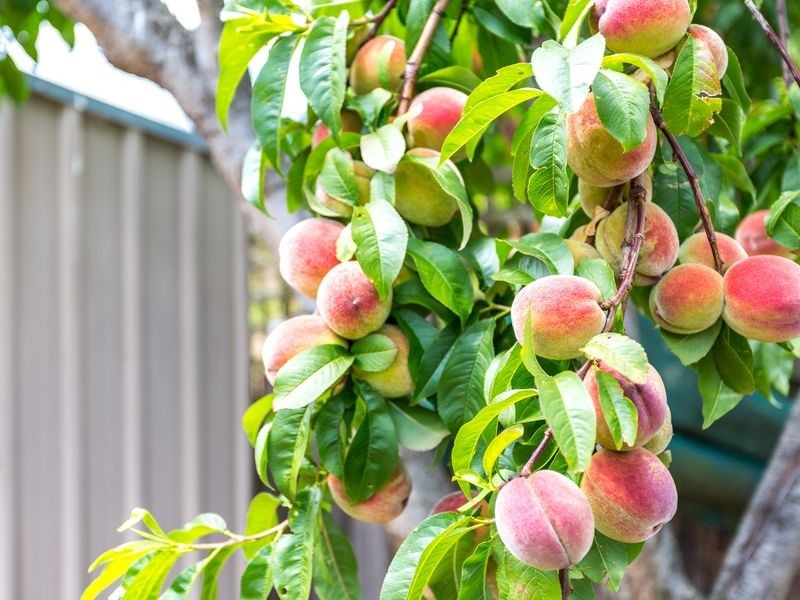 2/15 Acacia Street, Huonville TAS 7109