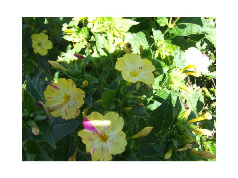 24 Windsor Street, Kingston TAS 7050