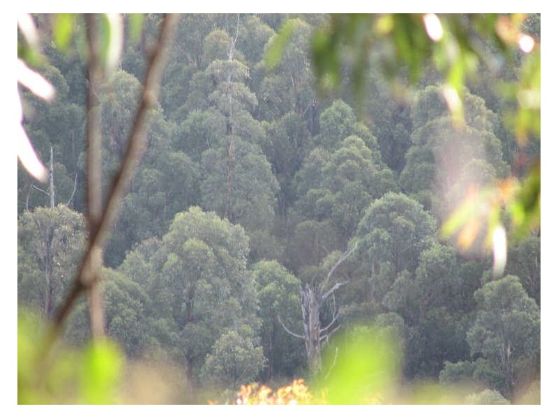 1/ Snug Tiers Road, Snug TAS 7054