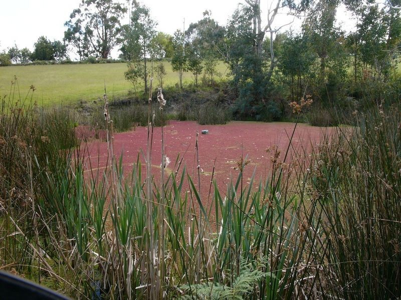 Lot 1 434 Old Station Road, Oyster Cove TAS 7150