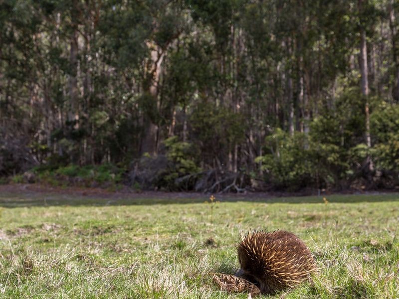 Lot 1 & Lot 2 Jarvis Road, Snug TAS 7054