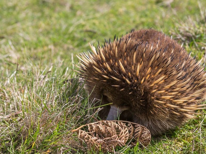 Lot 1 & Lot 2 Jarvis Road, Snug TAS 7054
