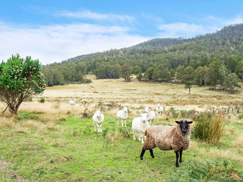 155 Vinces Saddle Road, Sandfly TAS 7150