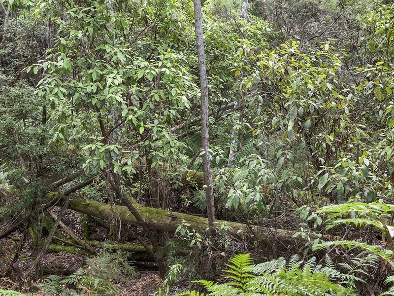 Watsons Road, Kettering TAS 7155