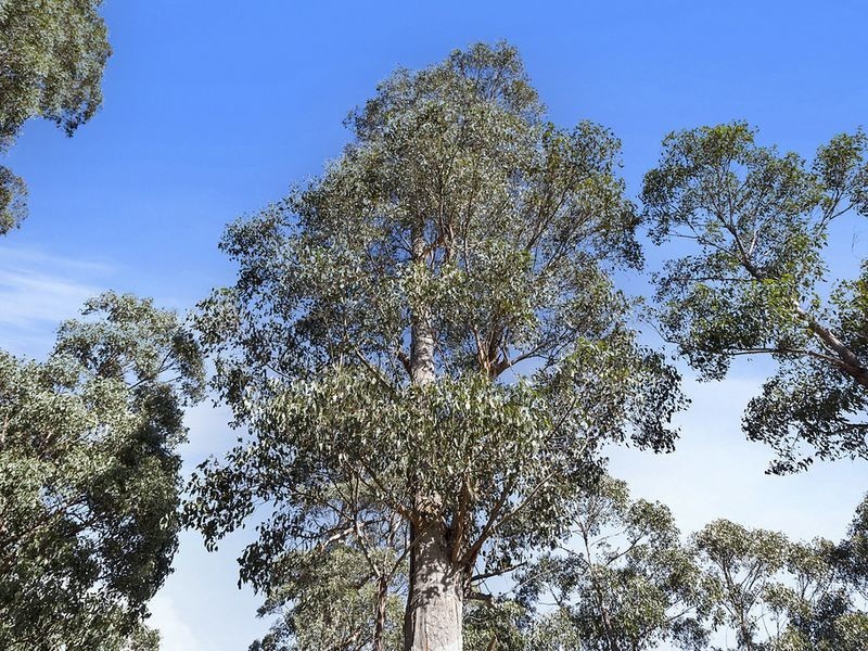 Lot 1 & Lot 2 McGowans Road, Margate TAS 7054