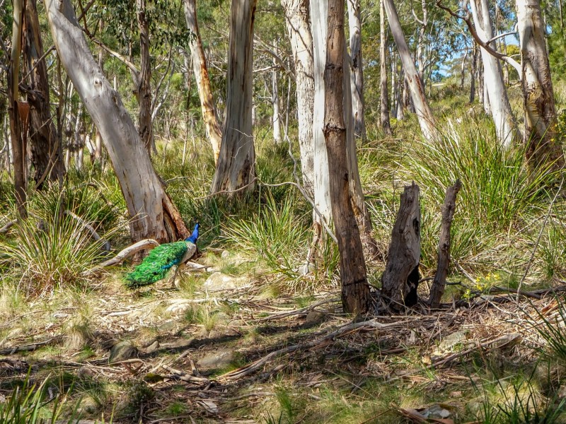 160 Nierinna Road, Margate TAS 7054