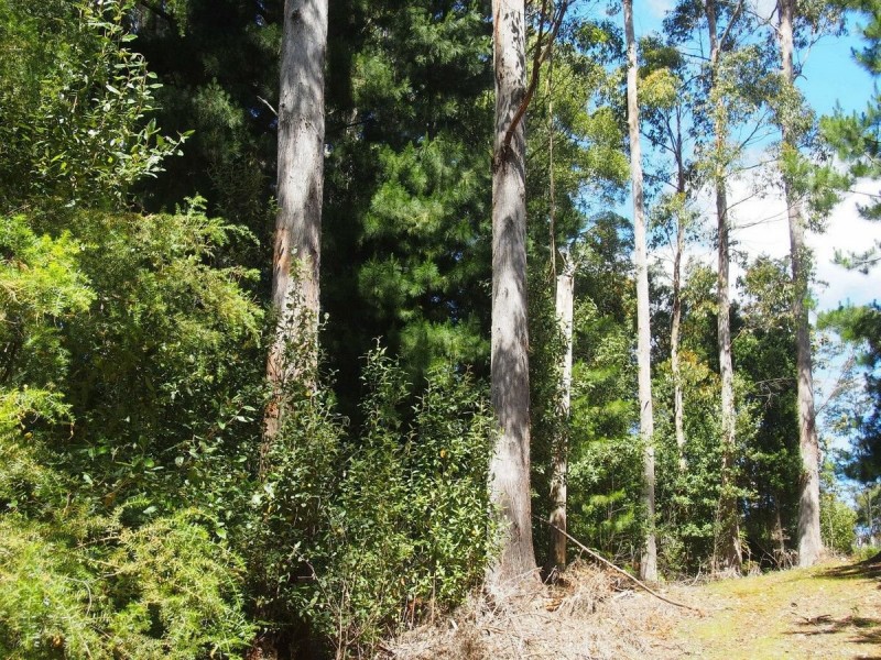 2184 Preolenna Road, Preolenna TAS 7325
