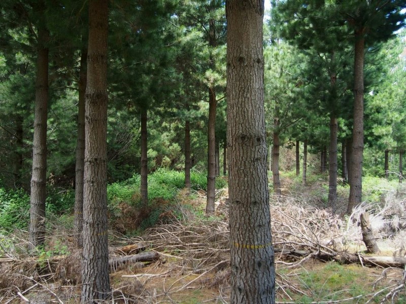 2184 Preolenna Road, Preolenna TAS 7325