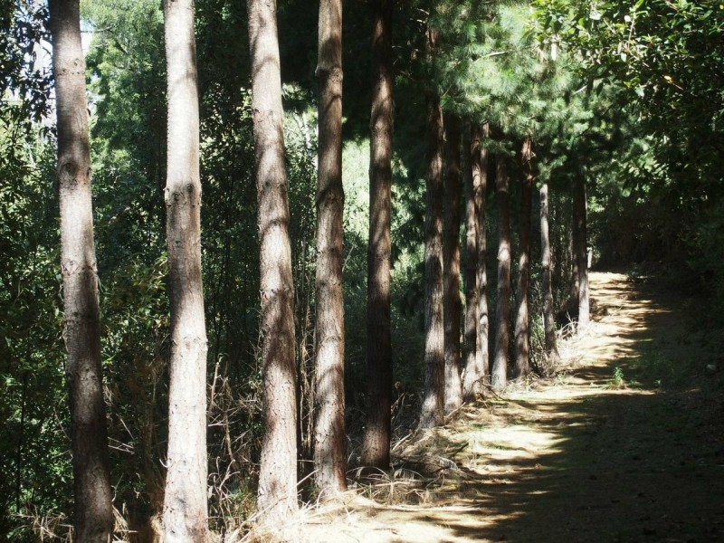 2184 Preolenna Road, Preolenna TAS 7325