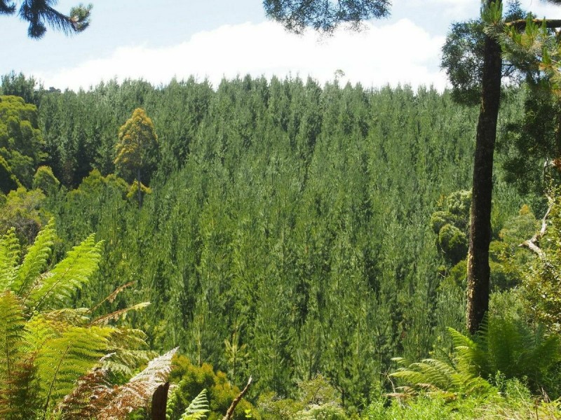 2184 Preolenna Road, Preolenna TAS 7325