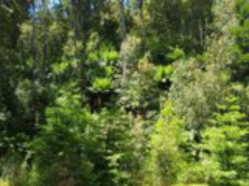 2184 Preolenna Road, Preolenna TAS 7325