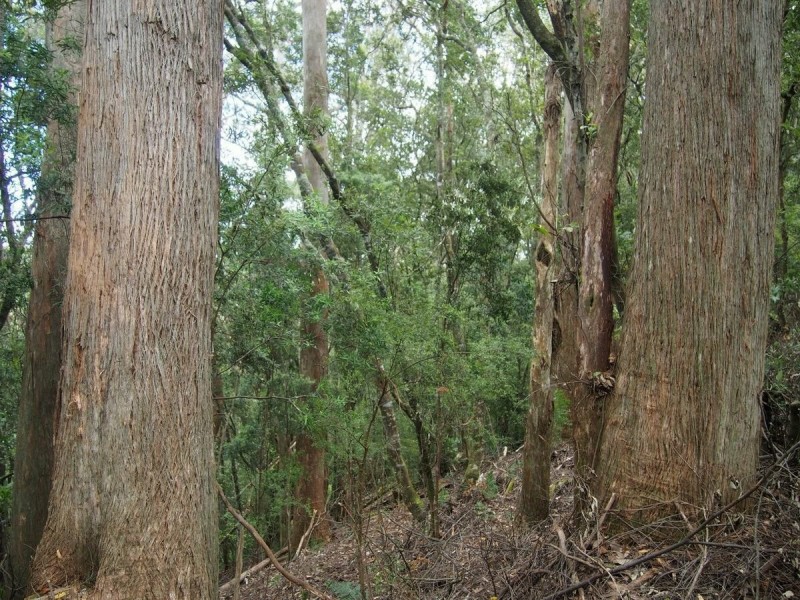 2184 Preolenna Road, Preolenna TAS 7325