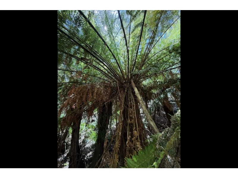 12 Thompson Road, Preolenna TAS 7325