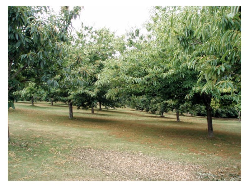 2045 Preolenna Road, Preolenna TAS 7325