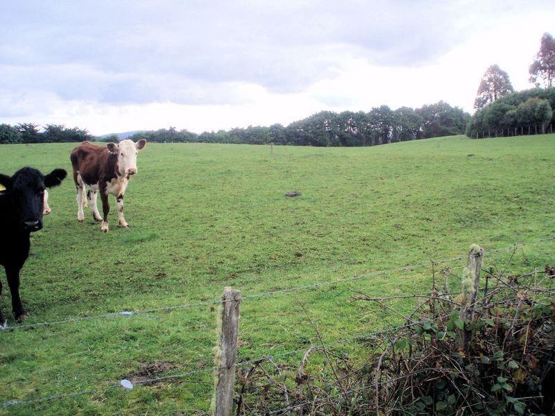 0 Calder Road, Calder TAS 7325