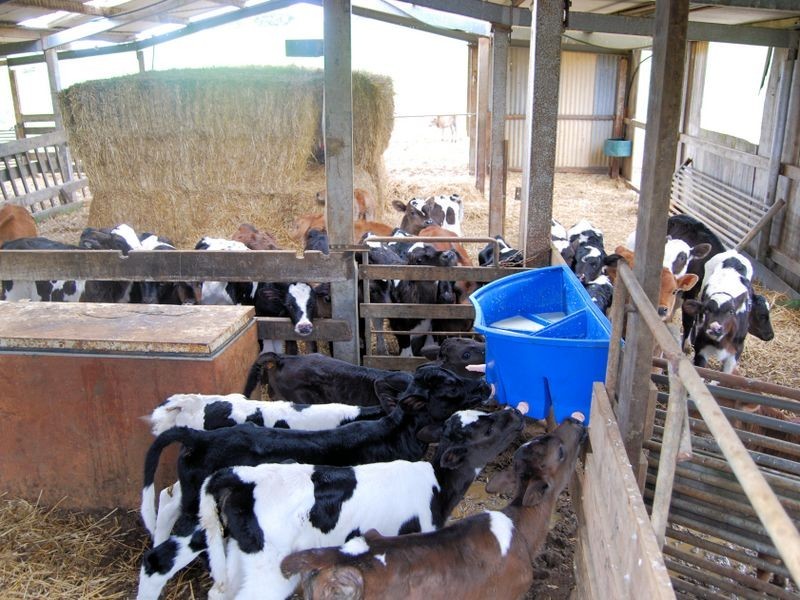 40 Mount Myrtle Road, Elliott TAS 7325