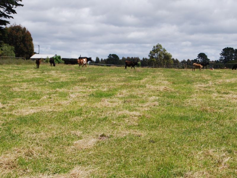 1353 Oldina Road, Oldina TAS 7325
