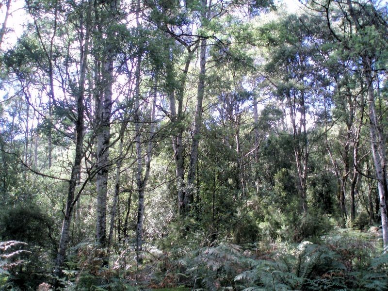 Bassetts Road, Calder TAS 7325