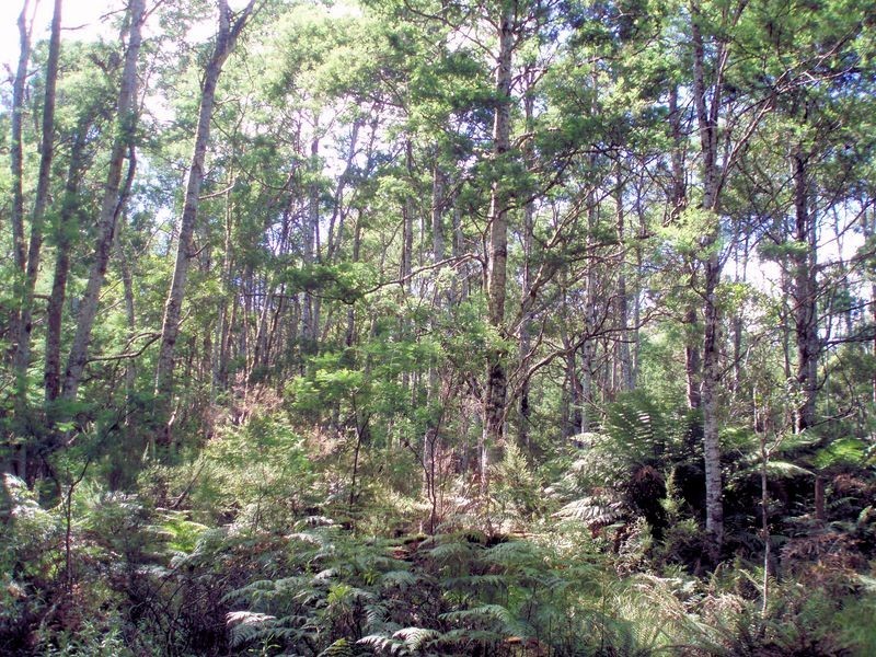 Bassetts Road, Calder TAS 7325