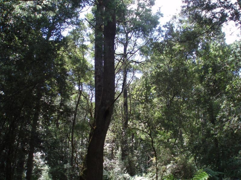 Bassetts Road, Calder TAS 7325