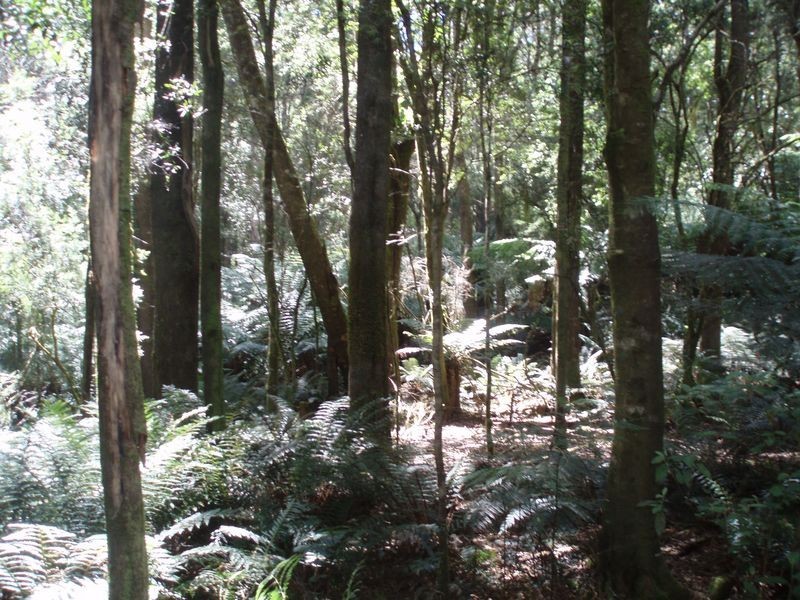 Bassetts Road, Calder TAS 7325